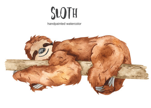 Watercolor cute animal sloth sleeping on a branch