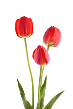 Red growing tulips isolated on white