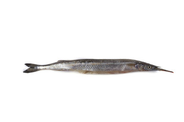 Garfish isolated on white