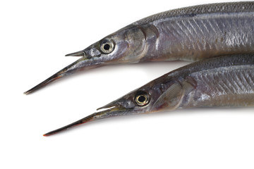 Garfish isolated on white