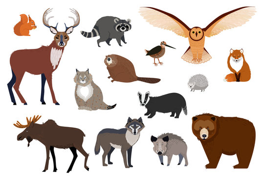 European and Canadian wild forest animals, set of isolated cartoon  characters, vector illustration. Wildlife fauna of northern Europe, bear,  wolf, moose and fox. Woodland animals of Canada, forest owl Stock Vector |