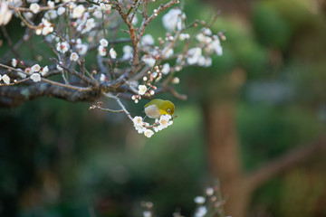 梅の花とメジロ
