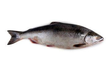 Salmon isolated on white