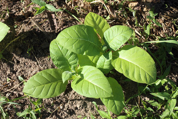 Tobaco plants on field