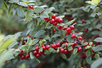 Growing Nanking cherry