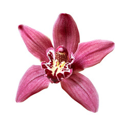 perfect red orchid flower isolated