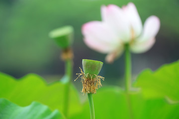 Beautiful pink lotus, close-up photos