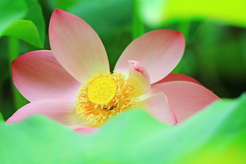 Beautiful pink lotus, close-up photos