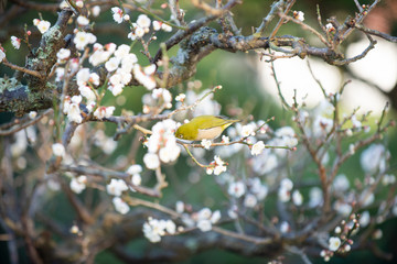 梅の花とメジロ