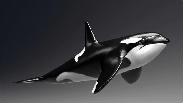 Killer whale of background, 3d render