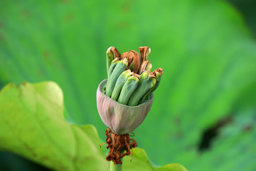 Remaining pod of a lotus flower after bloom