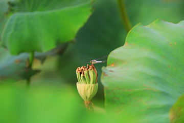 Obraz premium Remaining pod of a lotus flower after bloom