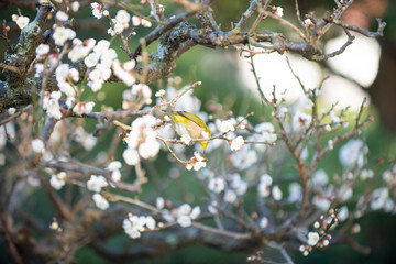 梅の花とメジロ