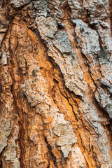 background made of old tree bark, wood, texture and patterns