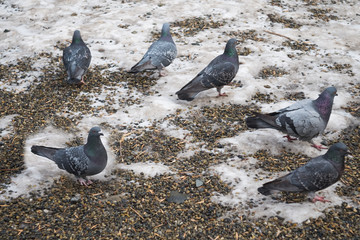 When everyone turned away from you. Dove with a defect. Loneliness.