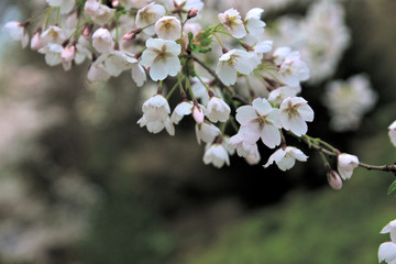 closeup of apple blossom branch in spring