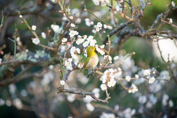 梅の花とメジロ