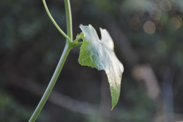 Young shoots of vegetables sprouting along the fence