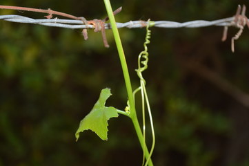 Young shoots of vegetables sprouting along the fence