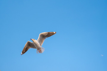 Seagull flying
