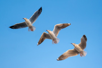 Fototapeta premium Seagull flying