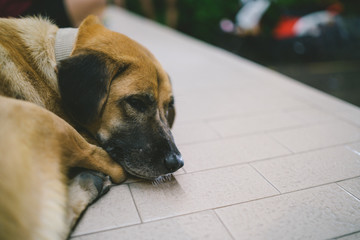 dog sleep at night street © peerayuth