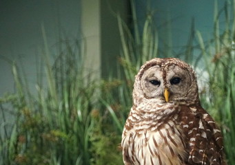 A barred owl standing and staring away