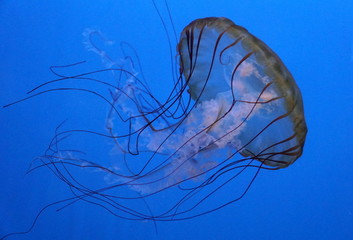 Close up of a pacific sea nettle jellyfish