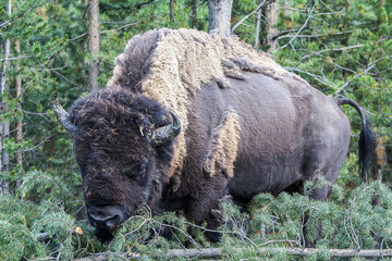 american bison