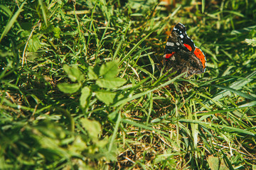 Colorful beautiful butterfly sitting on the green grass