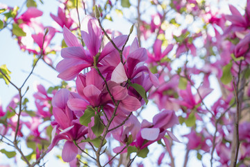 Magnolia tree blossom. Beautiful pink magnolia tree flowers and clear blue sky background