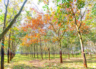 Naklejka premium Rubber trees change their leaves in the early sunshine in the peaceful countryside of Vietnam