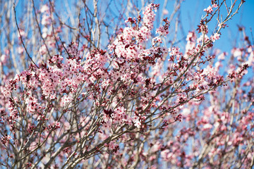 Cherry tree blossom, and clear blue sky background
