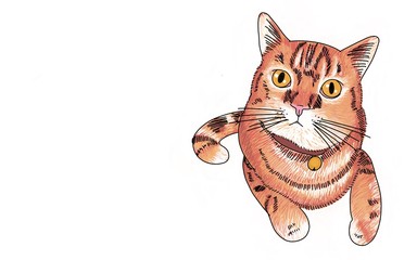 Drawing and painting of Orange cat on white background with yellow big eyes