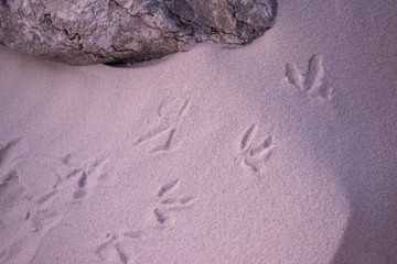 Foot prints in the beach sand