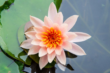 beautiful lotus flower is complimented by the rich colors of the deep blue water surface.Nature...