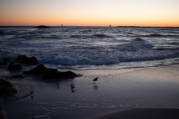Beach sunset birds playing in the waves