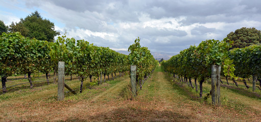 Fototapeta na wymiar Syrah Wine Vineyard in Marlborough, New Zealand