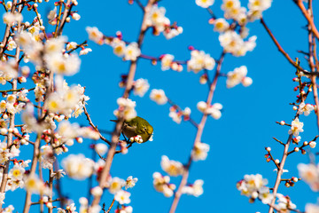 風土記の丘の梅