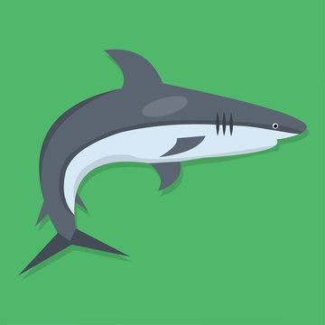 shark vector illustration in flat style 