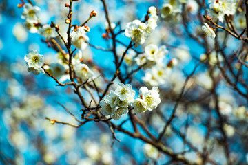 風土記の丘の梅