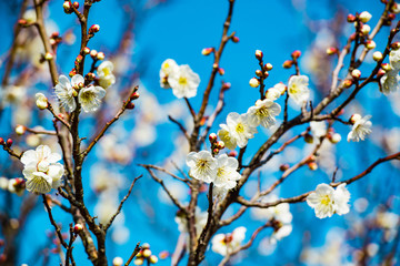 風土記の丘の梅