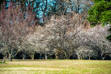 Obraz premium 風土記の丘の梅