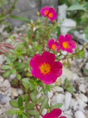 Portulaca grandiflora known as rose moss. Red Mose Ross flower isolated in home garden. Perfect For Flowers Background