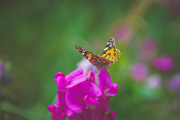 An American copper butterfly on a flower