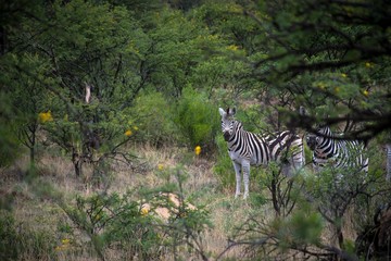 Zebras walking near green trees in a forest during daytime