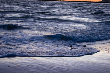 Beach sunset birds playing in the waves