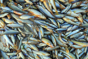 Fototapeta premium Piles of small fish