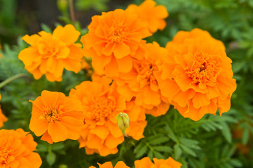 The name of these flowers is Tagetes patula, French marigold.　Scientific name is Tagetes.