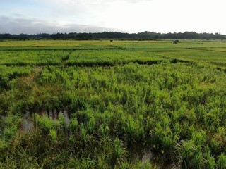 A top down aerial view of a paddy field with farmers at work. Located in the Skuduk , Sarawak, Malaysia.General scenery of a paddy field, huts, trees and farmers.